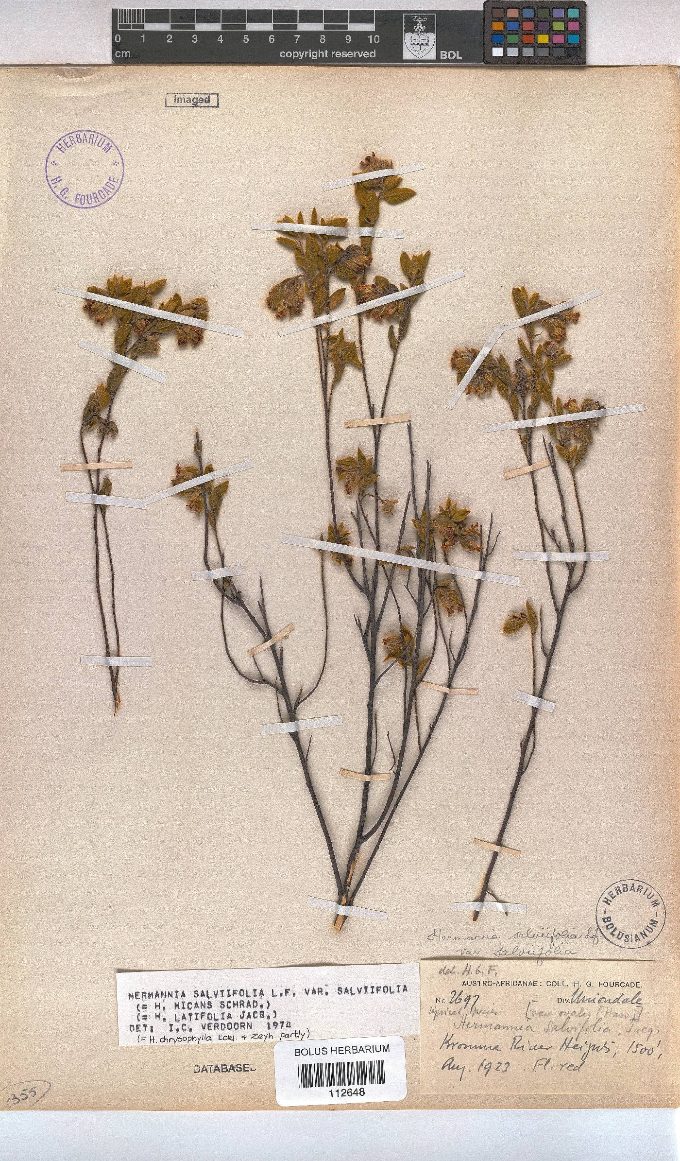 Hermannia salviifolia var. salviifolia image