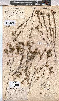 Hermannia salviifolia image