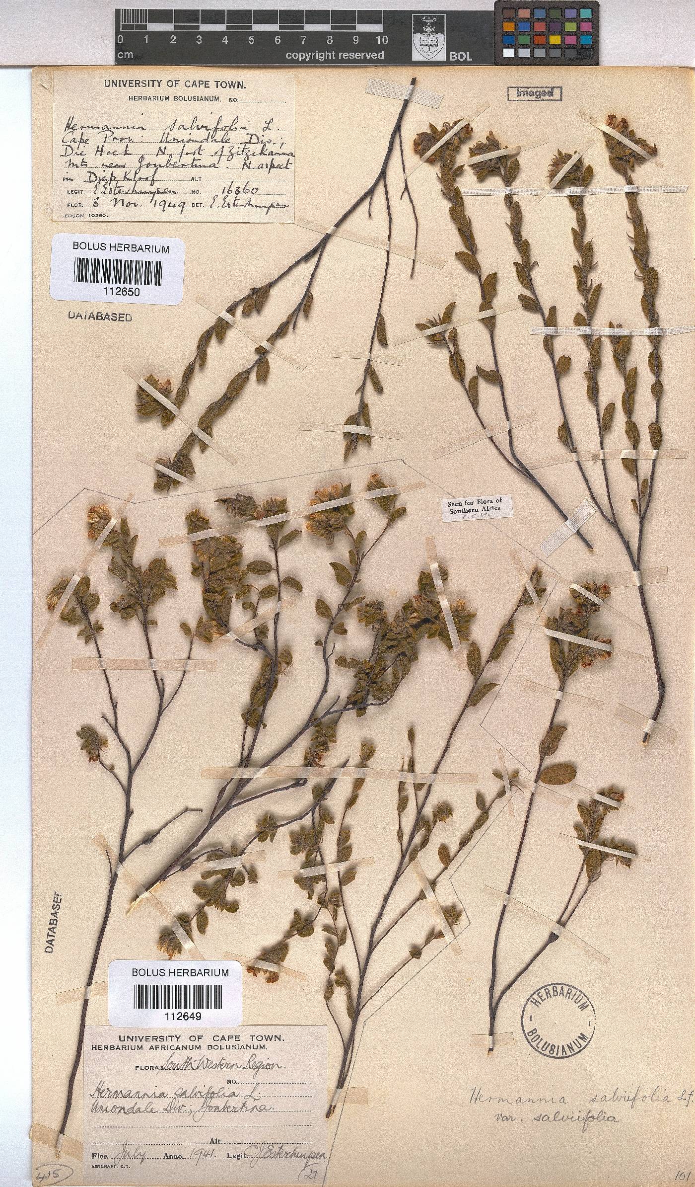 Hermannia salviifolia var. salviifolia image