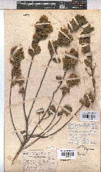 Hermannia salviifolia var. salviifolia image
