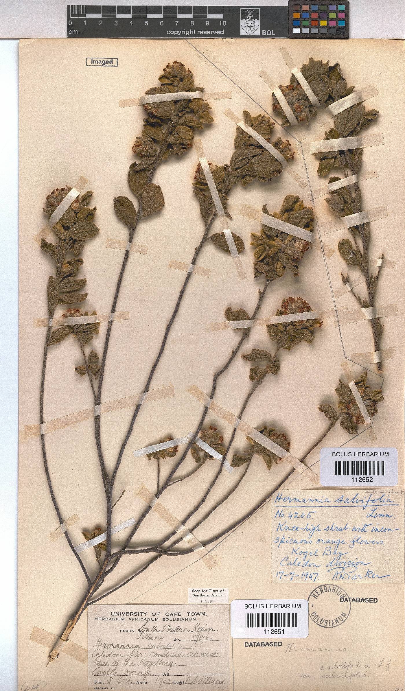 Hermannia salviifolia image