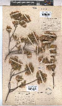 Hermannia salviifolia image