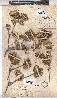 Hermannia salviifolia image