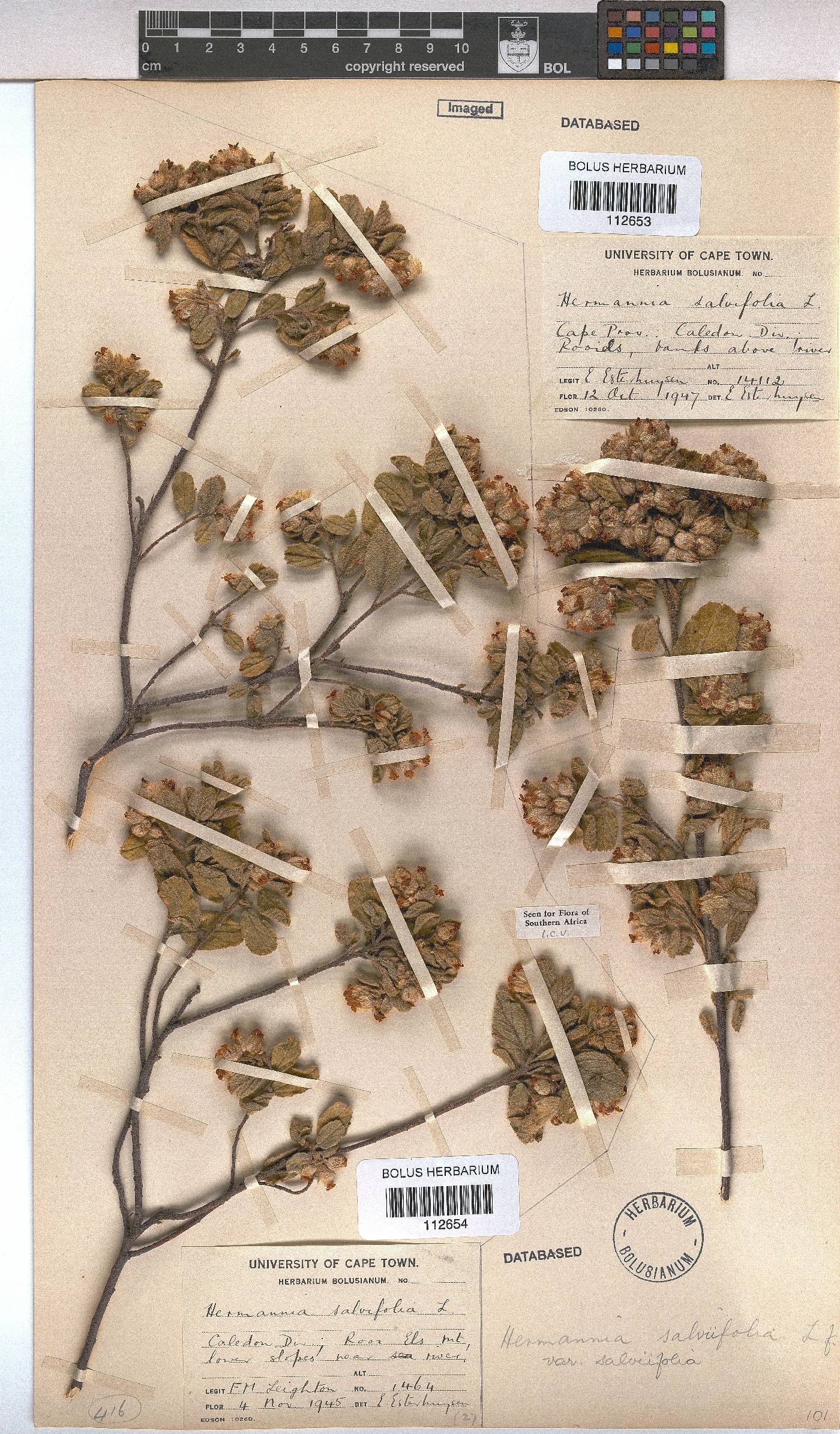 Hermannia salviifolia var. salviifolia image