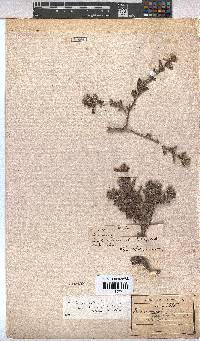 Hermannia salviifolia image
