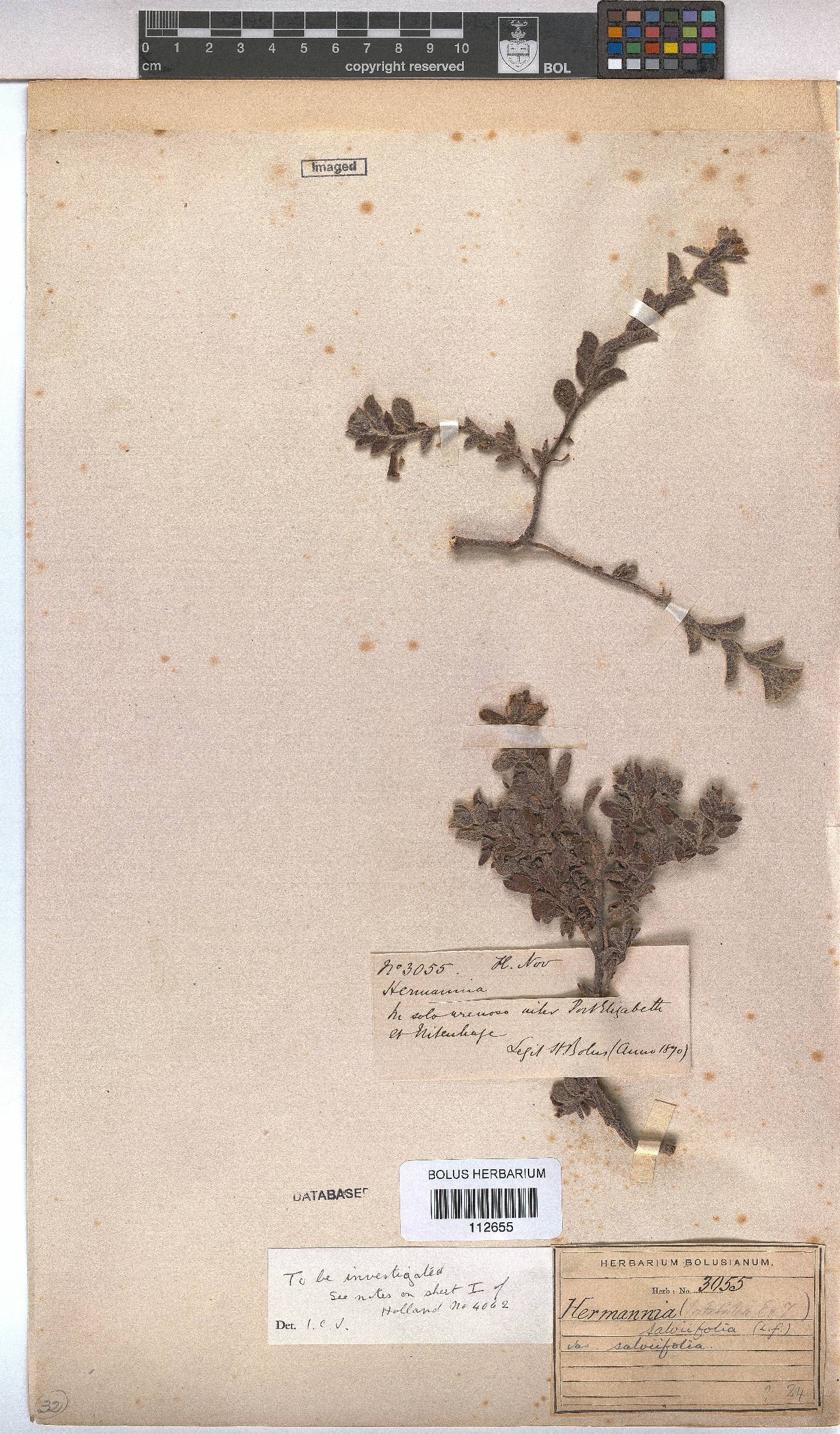 Hermannia salviifolia var. salviifolia image
