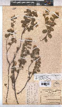 Hermannia salviifolia image