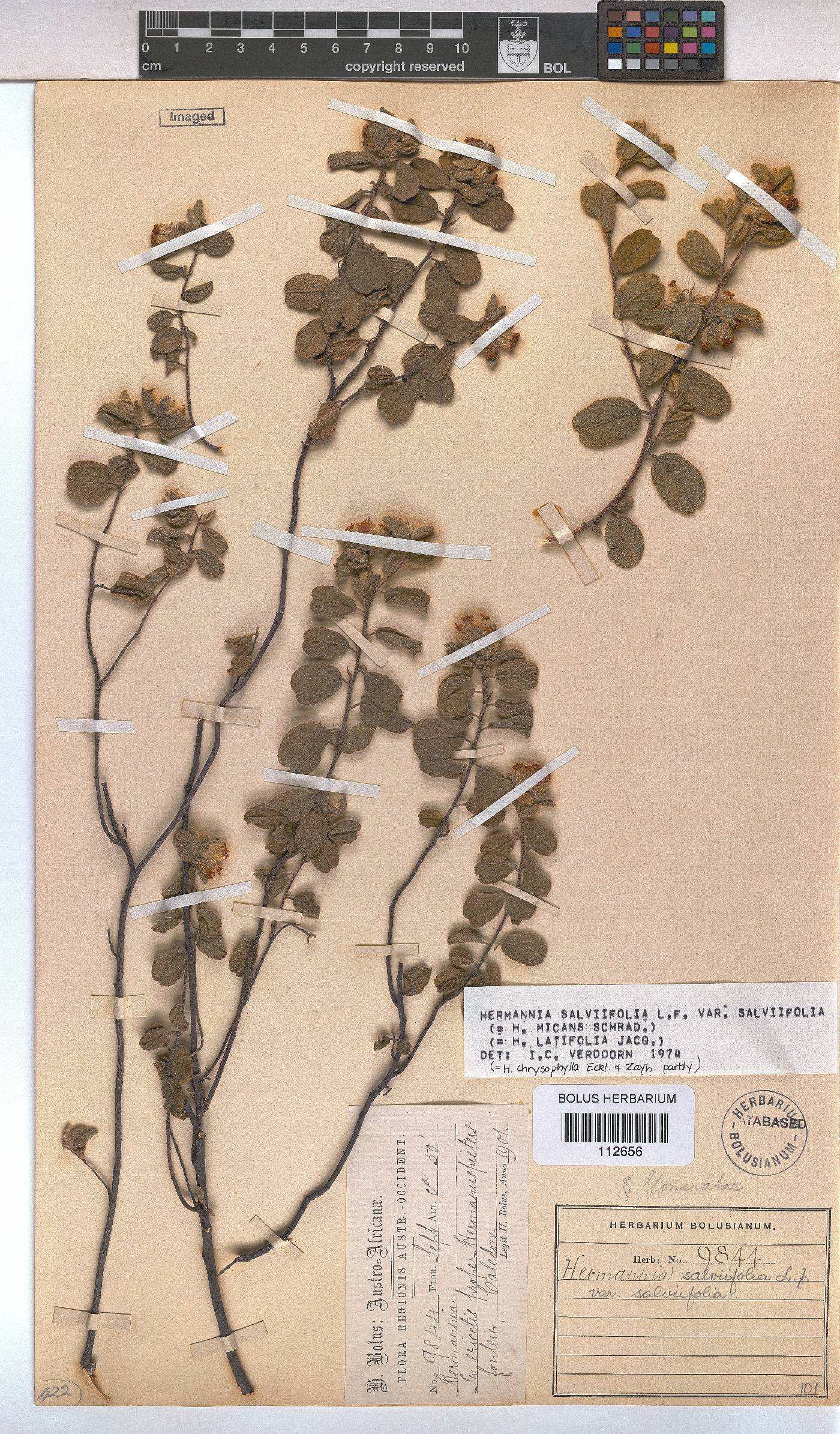 Hermannia salviifolia var. salviifolia image