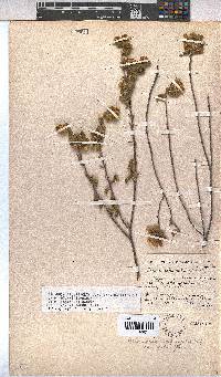 Hermannia salviifolia image