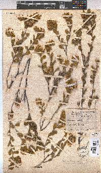 Hermannia salviifolia image