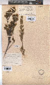 Hermannia salviifolia image