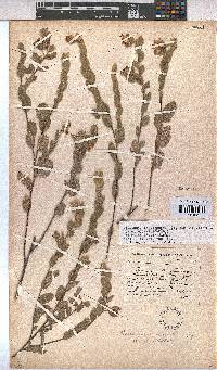 Hermannia salviifolia image