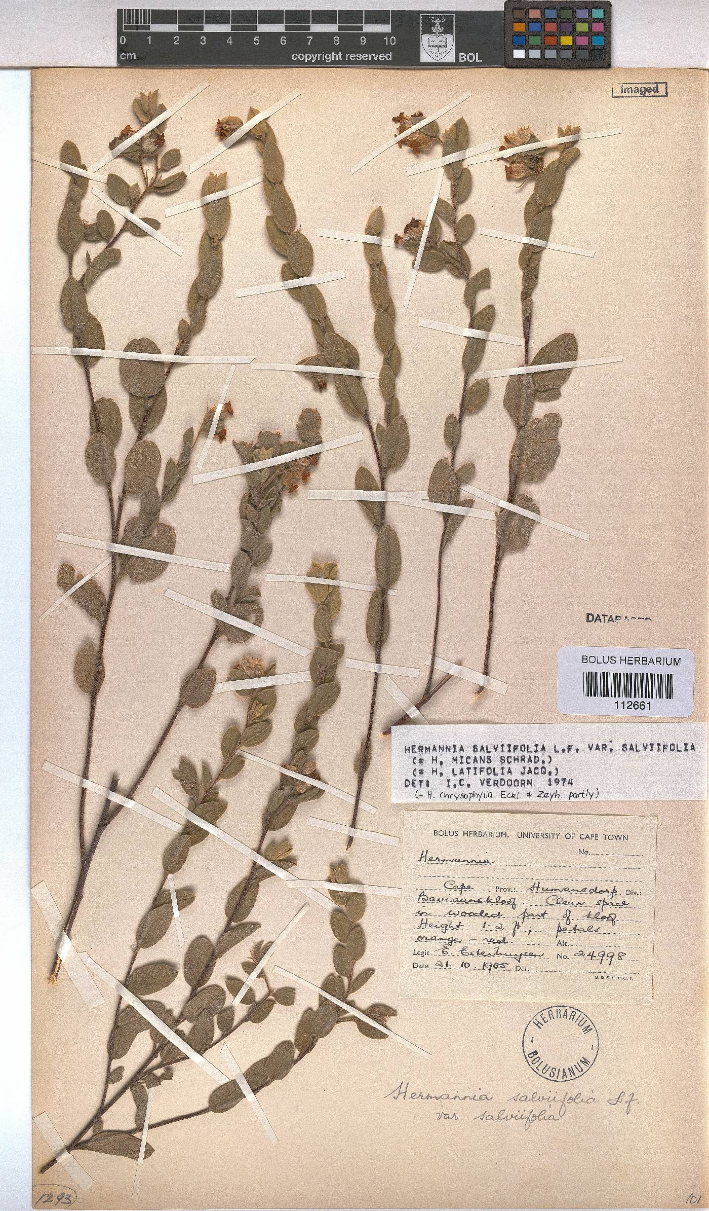 Hermannia salviifolia var. salviifolia image