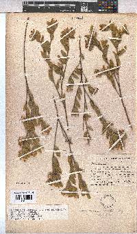 Hermannia salviifolia image
