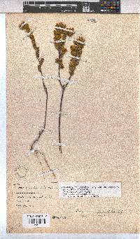 Hermannia salviifolia image