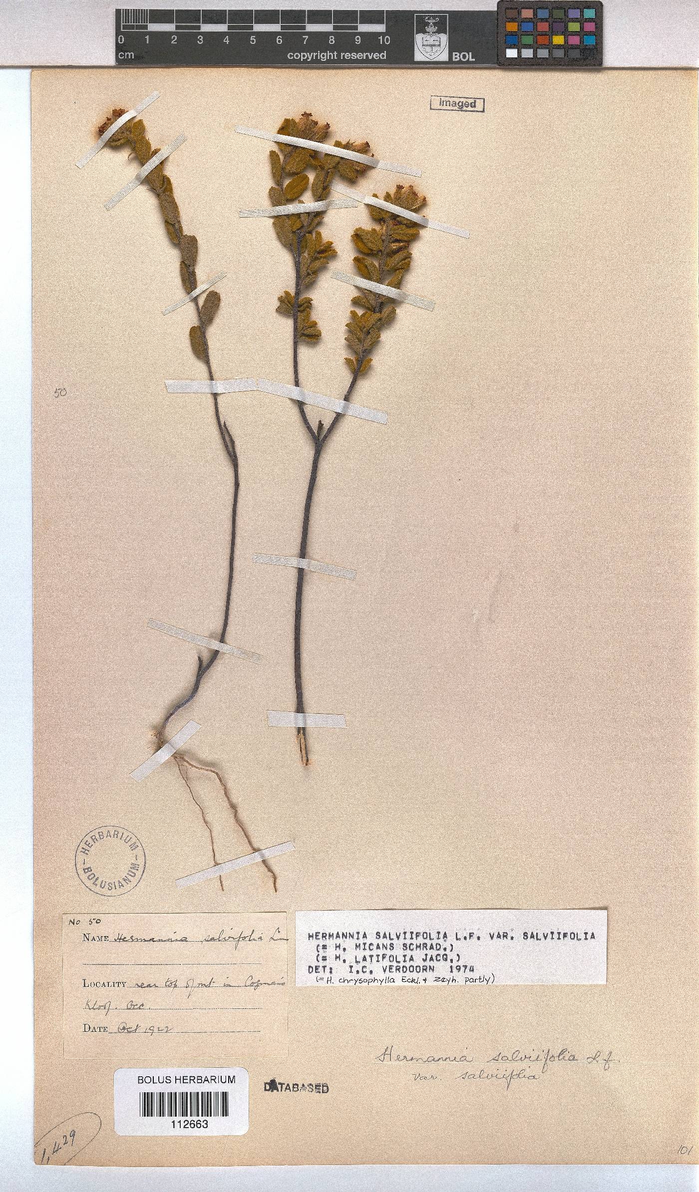 Hermannia salviifolia var. salviifolia image