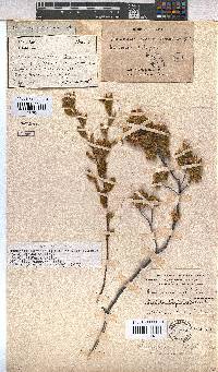 Hermannia salviifolia image