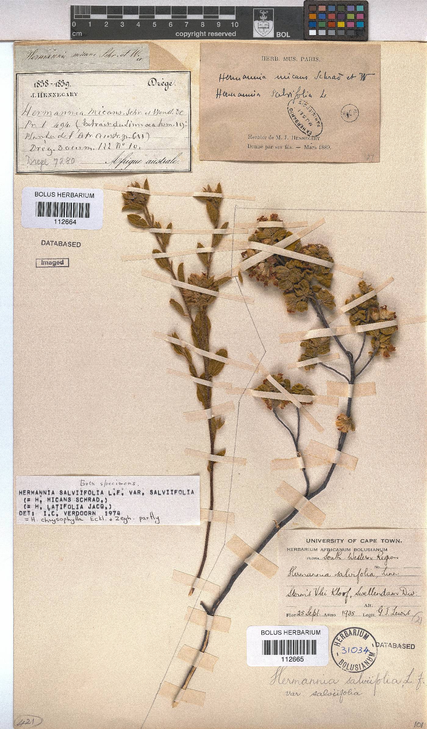 Hermannia salviifolia var. salviifolia image