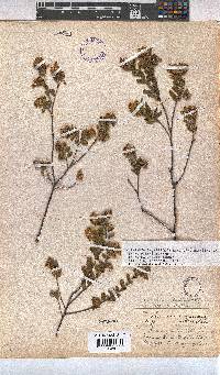 Hermannia salviifolia image