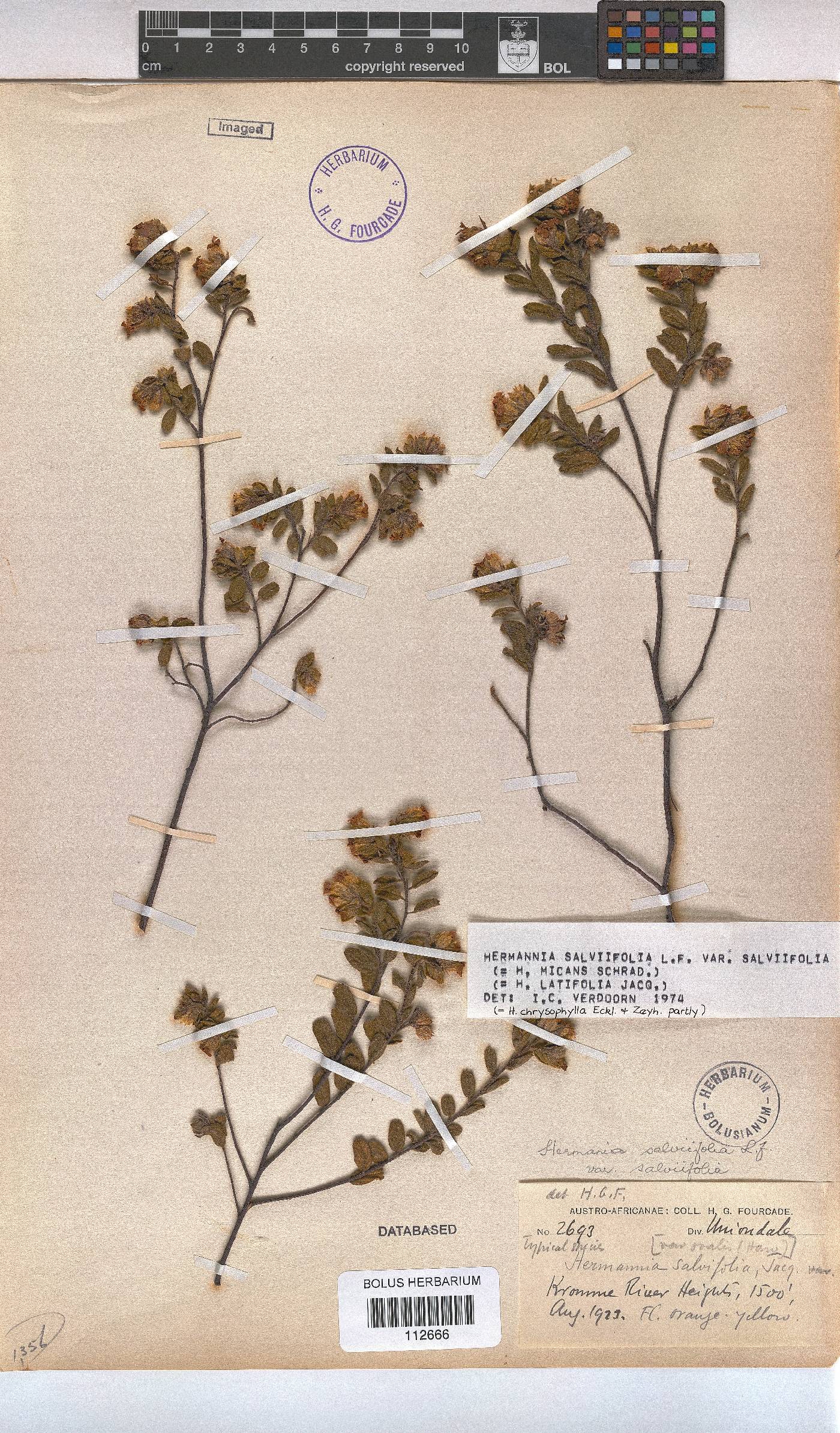 Hermannia salviifolia var. salviifolia image