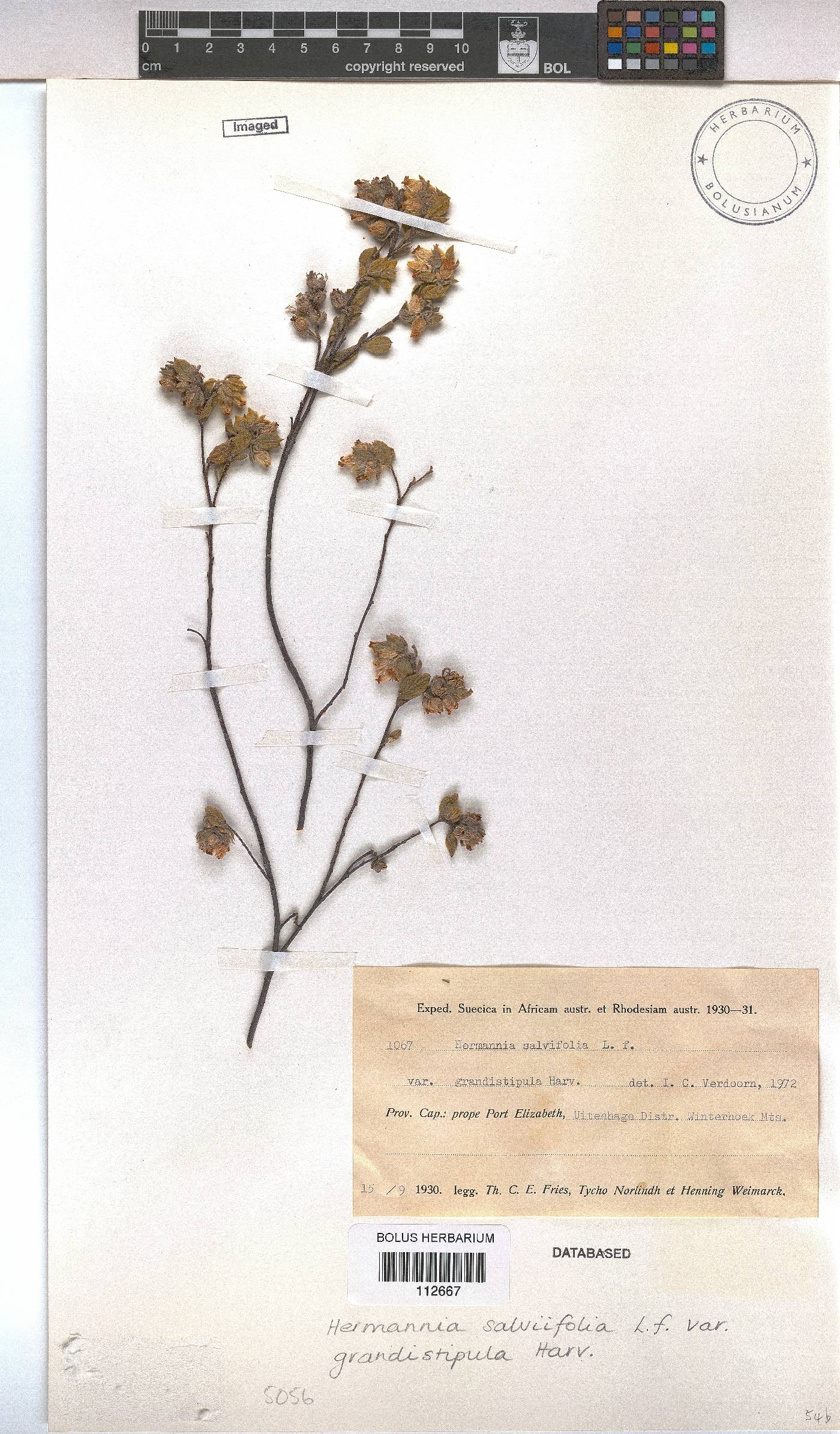 Hermannia salviifolia var. grandistipula image