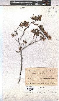 Hermannia salviifolia image