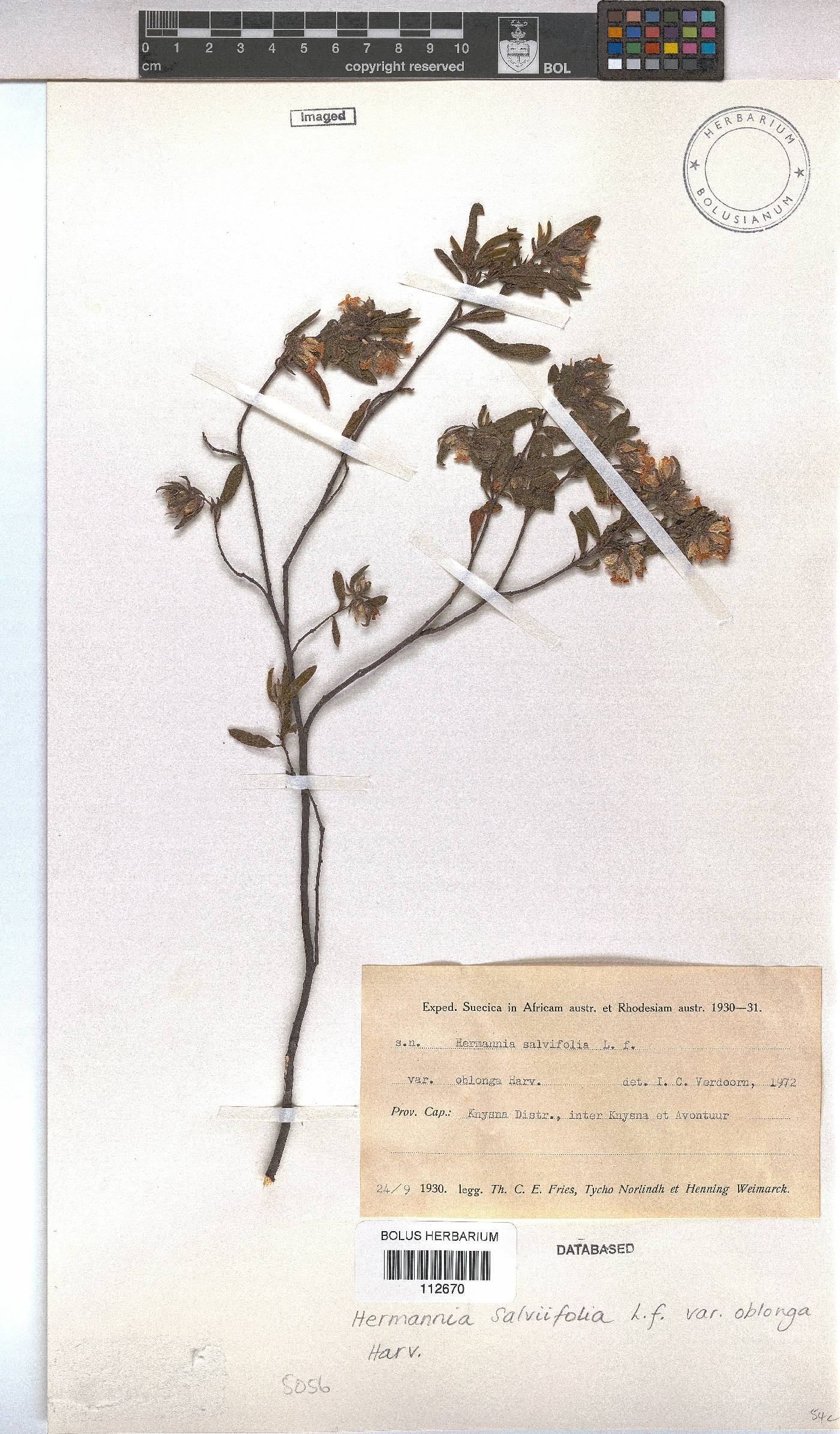 Hermannia salviifolia var. oblonga image
