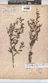 Hermannia salviifolia image