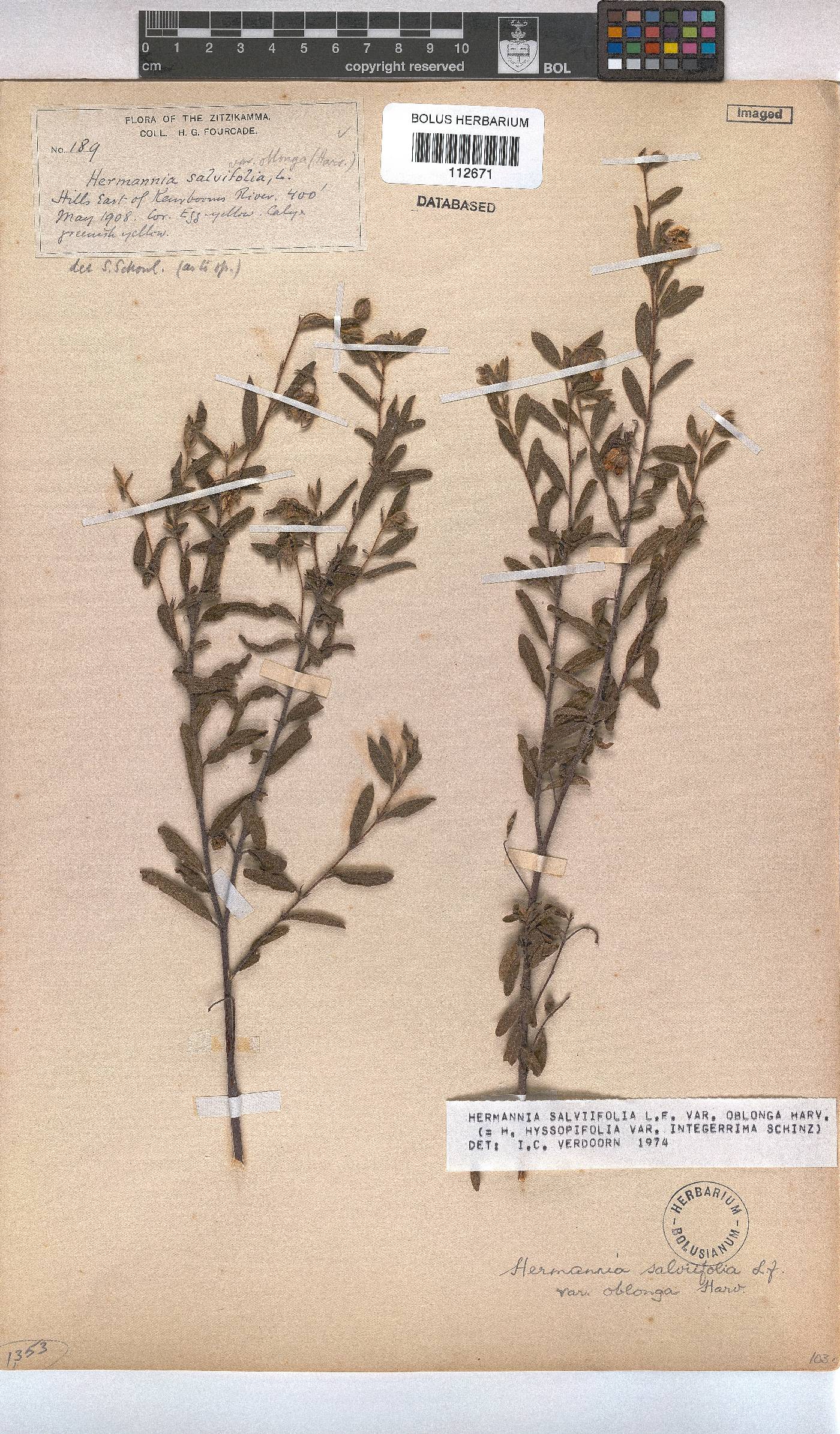Hermannia salviifolia var. oblonga image