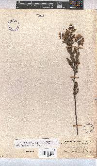 Hermannia salviifolia image