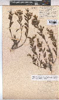 Hermannia salviifolia image