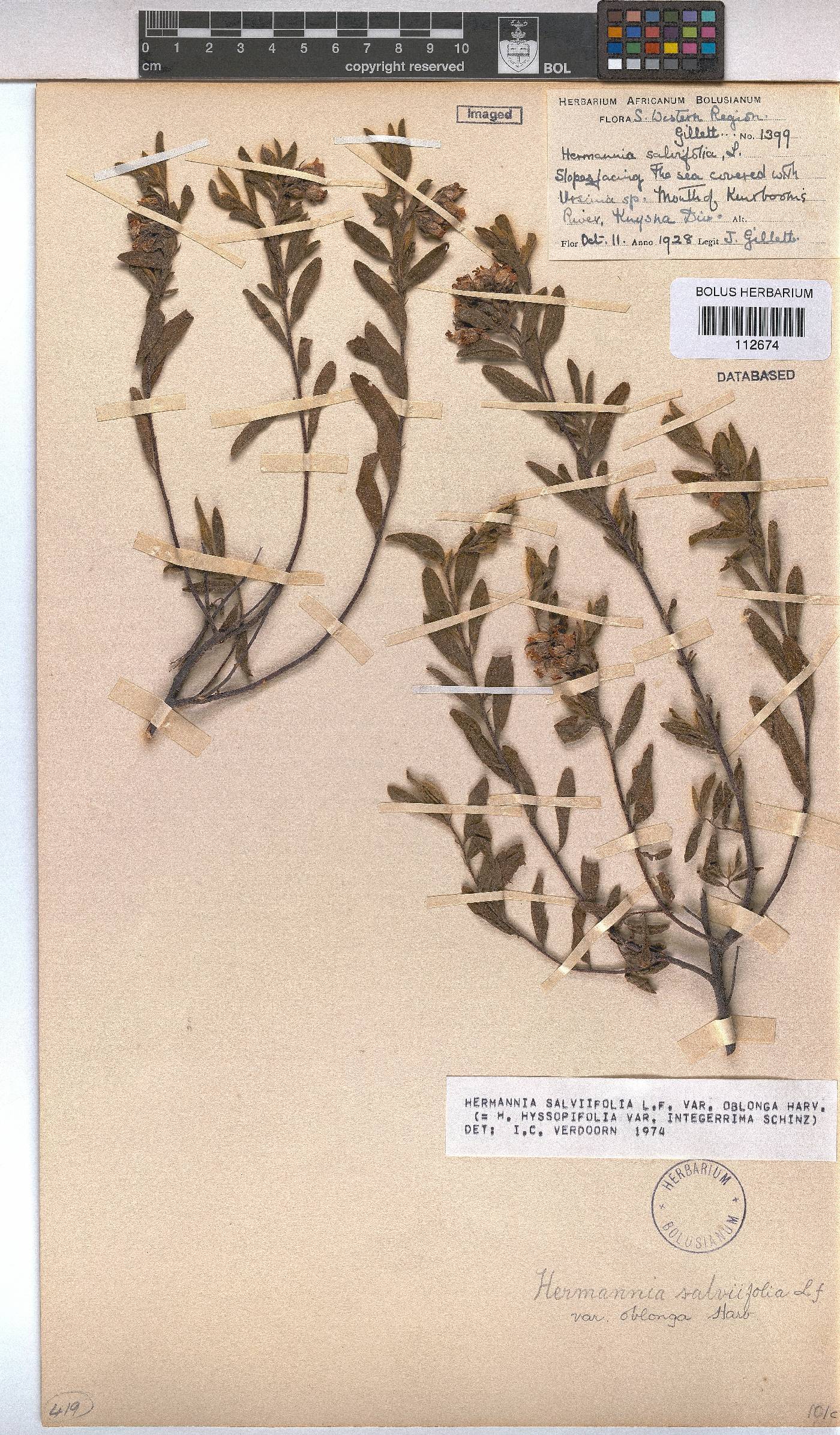 Hermannia salviifolia var. oblonga image