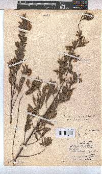 Hermannia salviifolia image