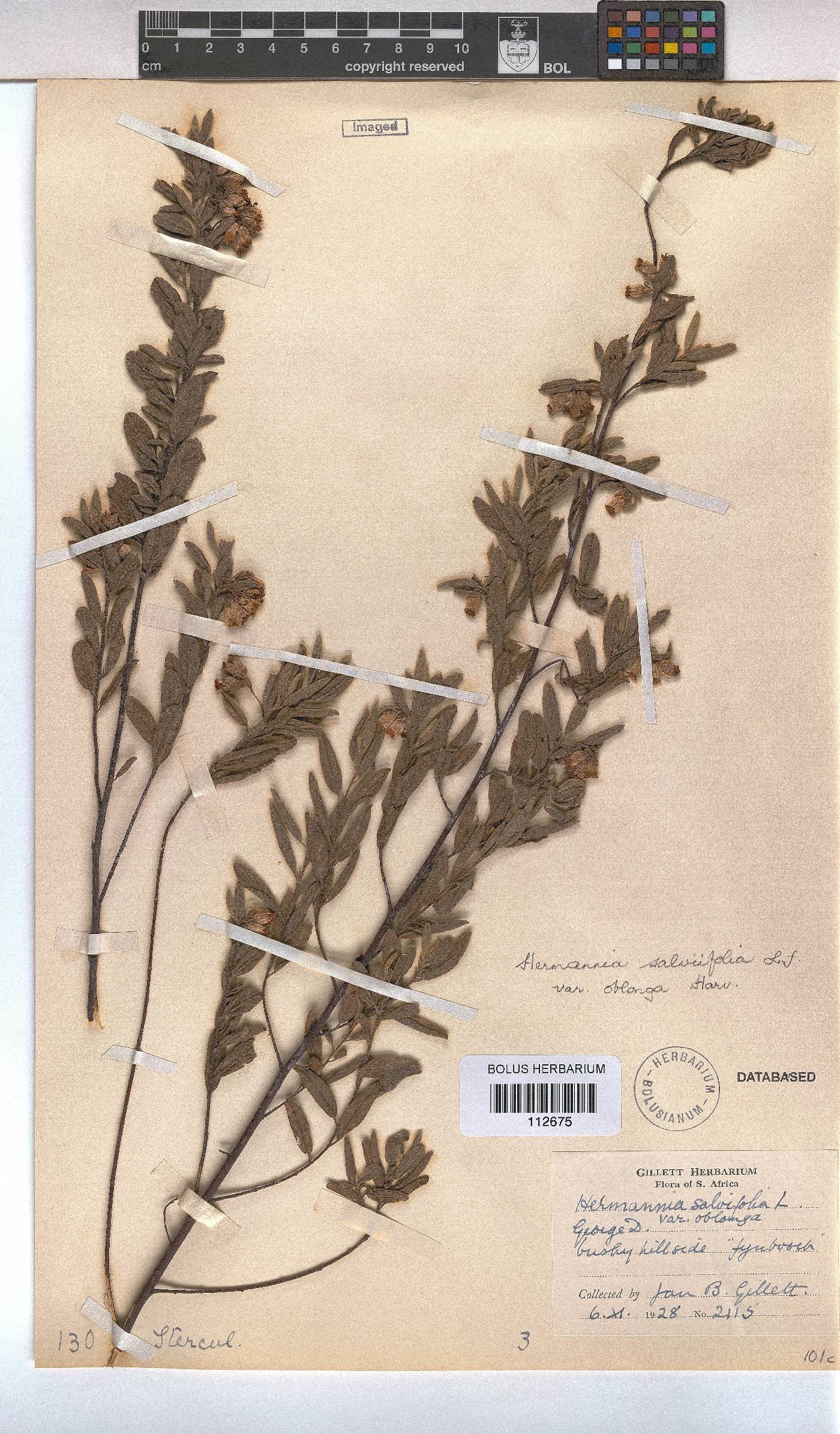 Hermannia salviifolia var. oblonga image