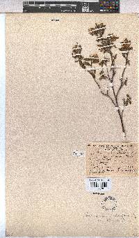 Hermannia salviifolia image