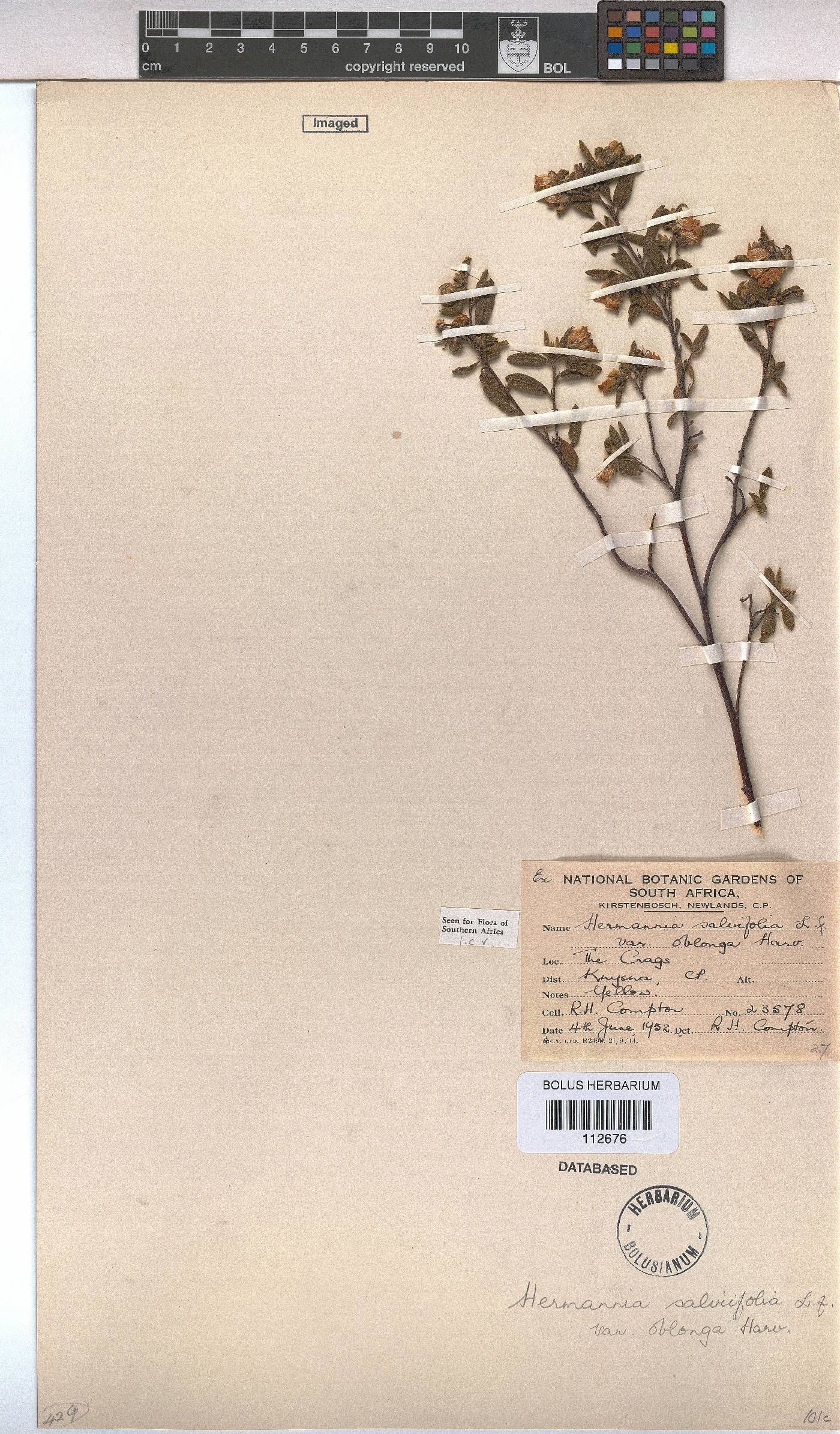 Hermannia salviifolia var. oblonga image