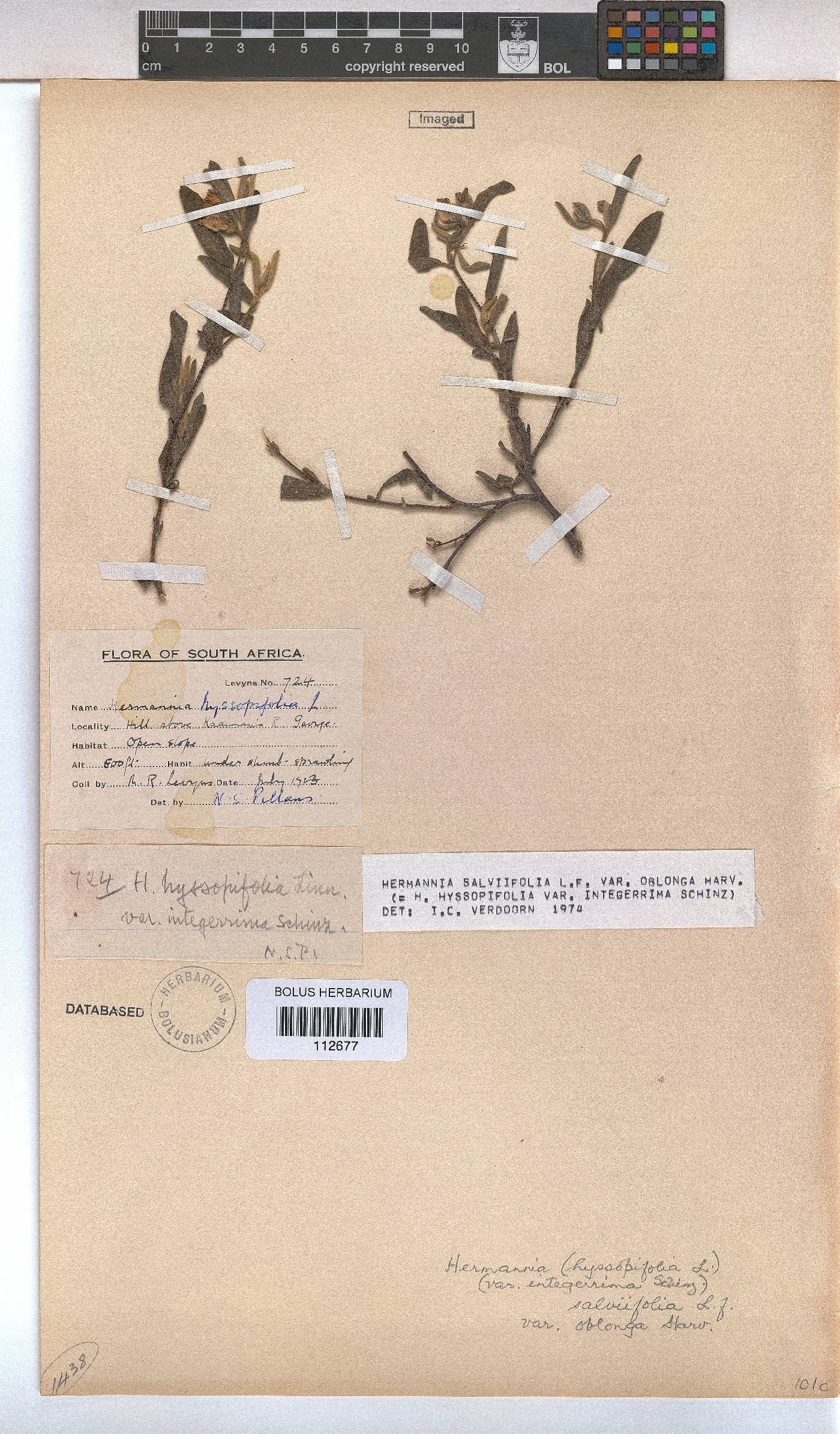 Hermannia salviifolia var. oblonga image