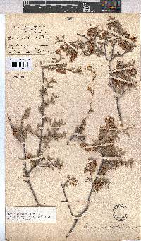 Hermannia holosericea image