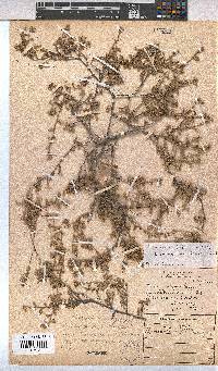 Hermannia holosericea image