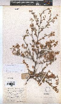 Hermannia holosericea image