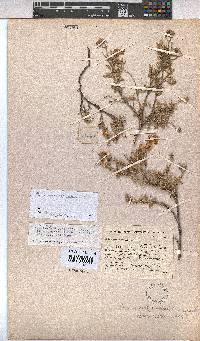 Hermannia holosericea image