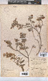 Hermannia holosericea image
