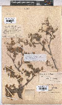 Hermannia holosericea image