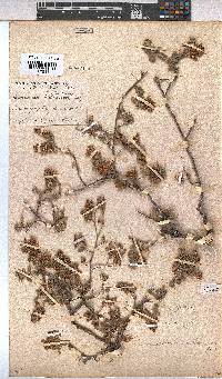 Hermannia holosericea image