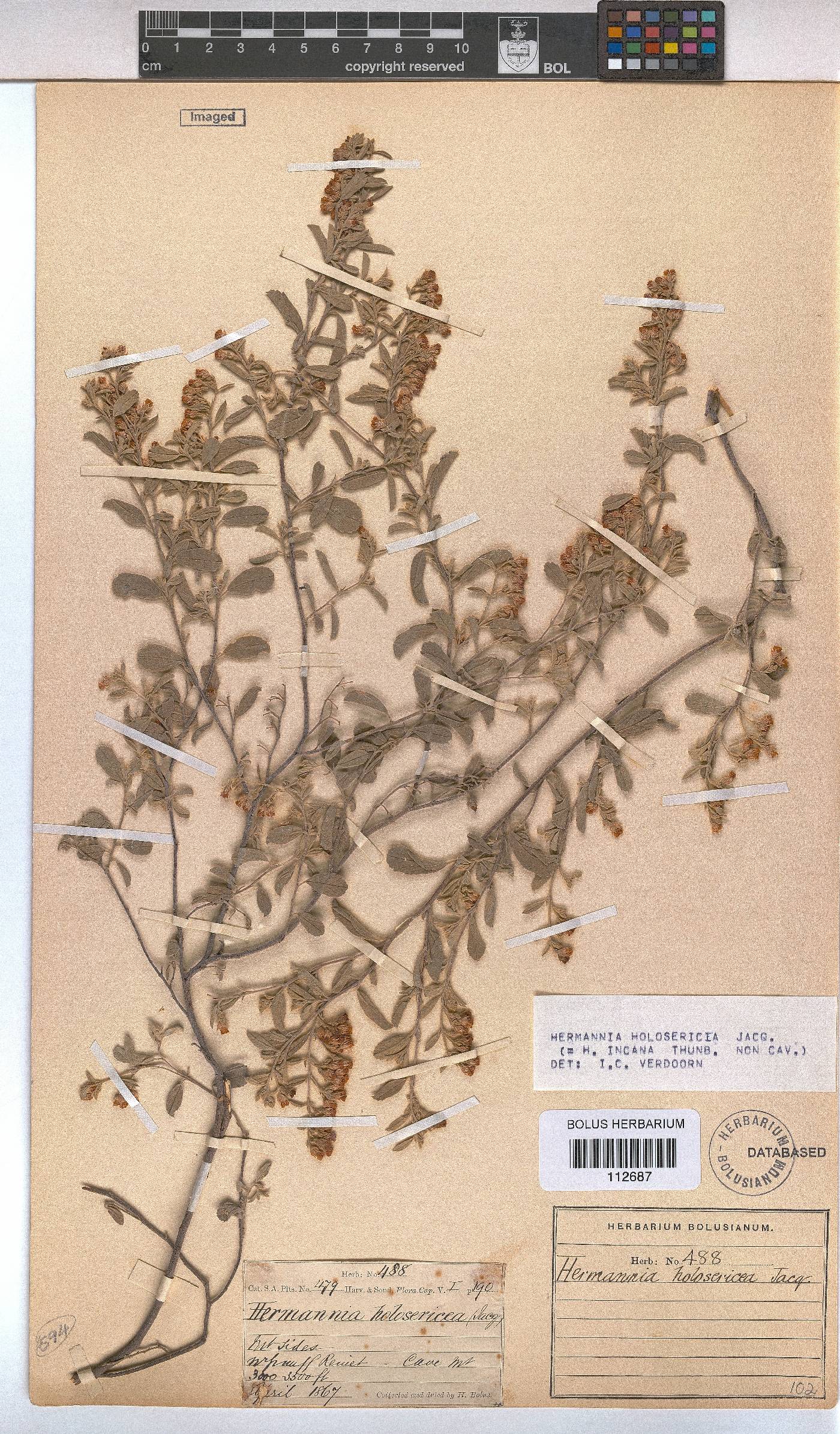 Hermannia holosericea image