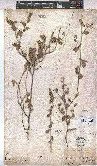 Hermannia holosericea image