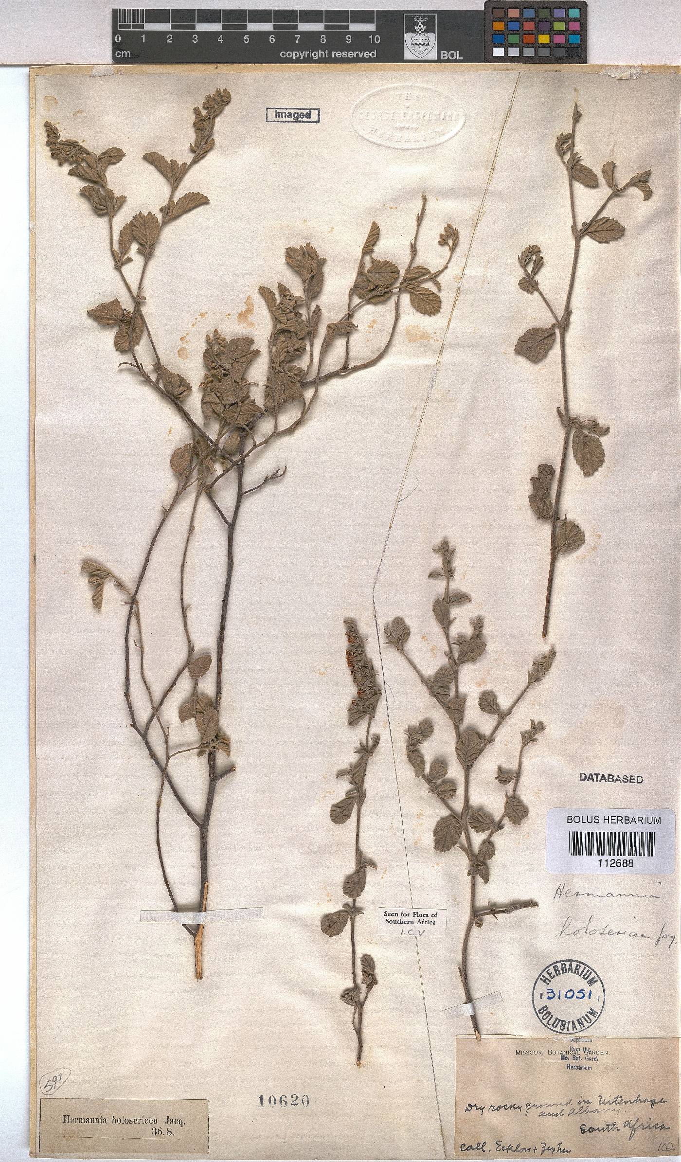 Hermannia holosericea image