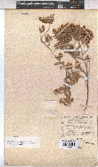 Hermannia holosericea image