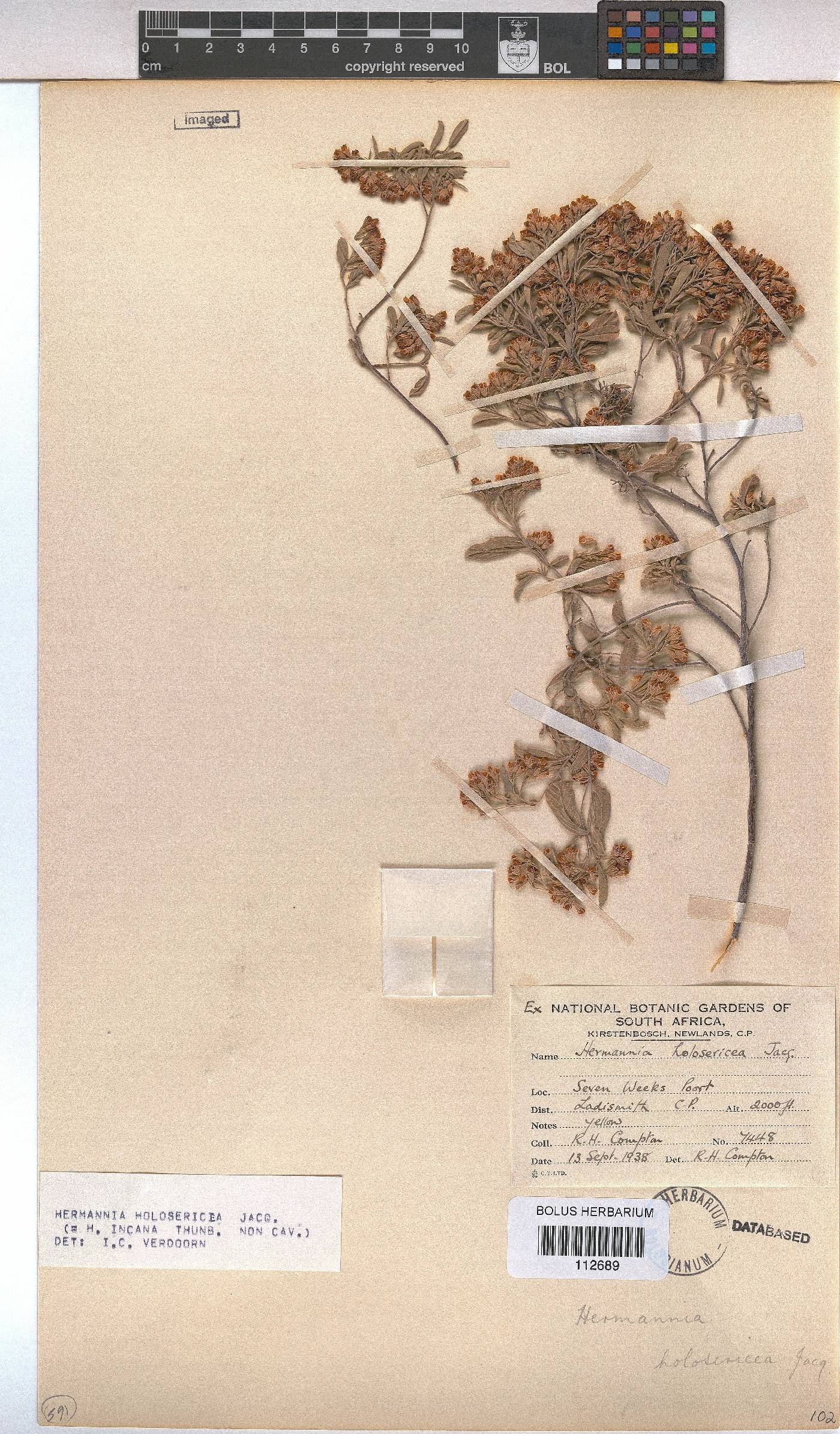 Hermannia holosericea image