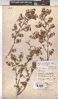 Hermannia holosericea image